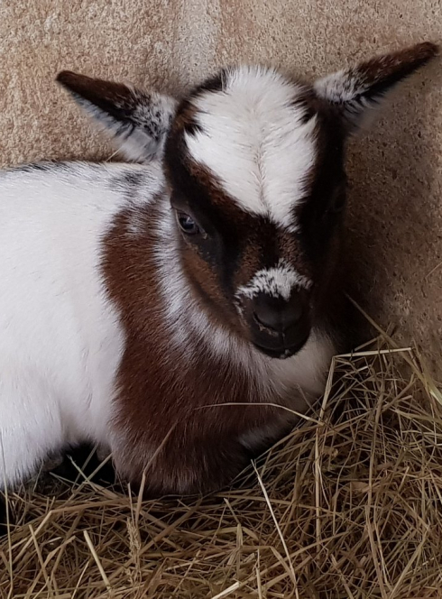 Ferme animalière d'Auriol : chasse aux œufs de Pâques 2019