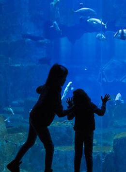 Expo Loup préserve les océans