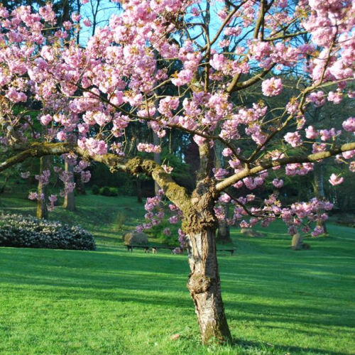 Parc oriental de Maulévrier : cerisiers