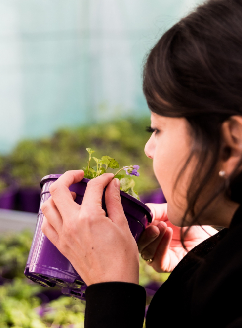 Une femme sent une violette - Maison de la Violette