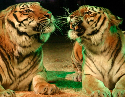 Cirque Medrano - Les tigres