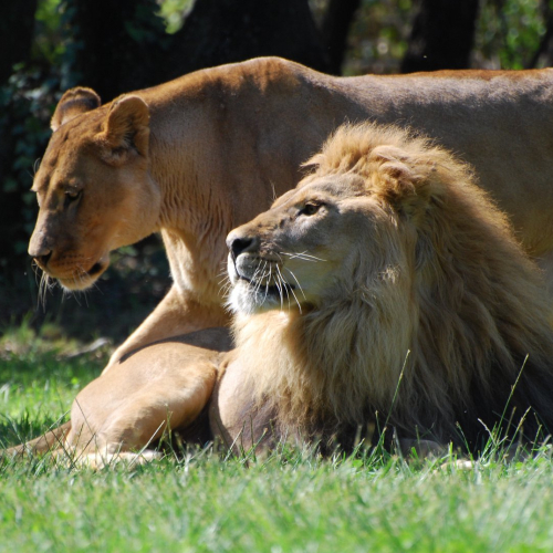 Zoo de La Barben