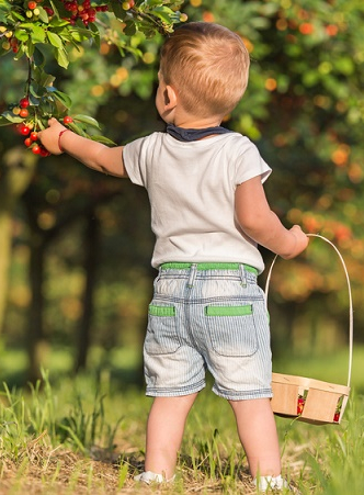 Banque d'image, enfant qui cueille des cerises
