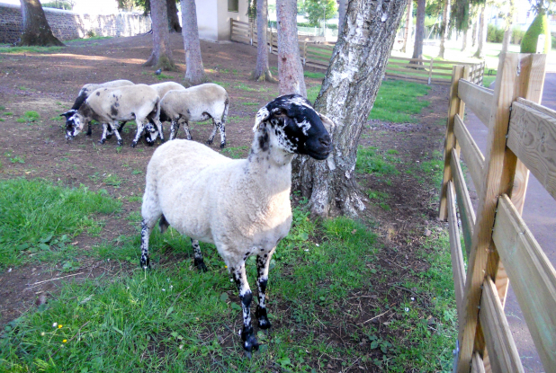 Les moutons du Parc Bargoin