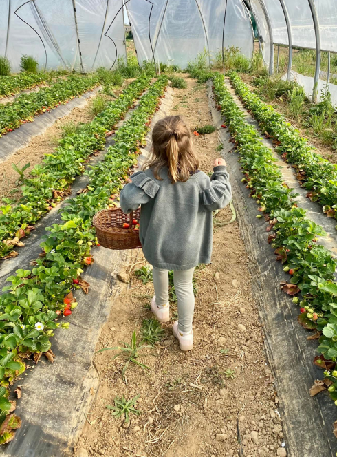 Le jardin d'à coté, cueillette