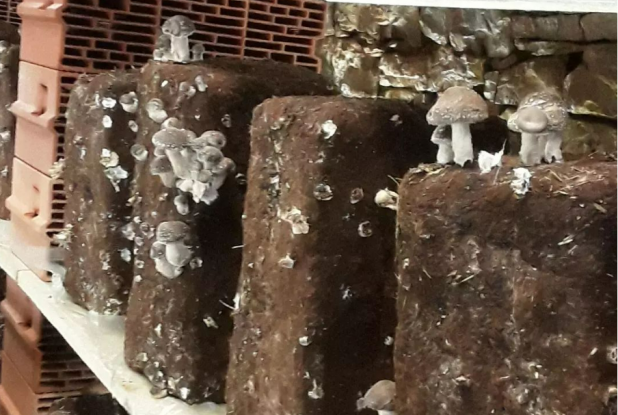 Champignonière des Mont d'Or