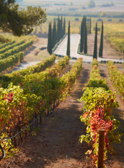 Eté indien en Provence