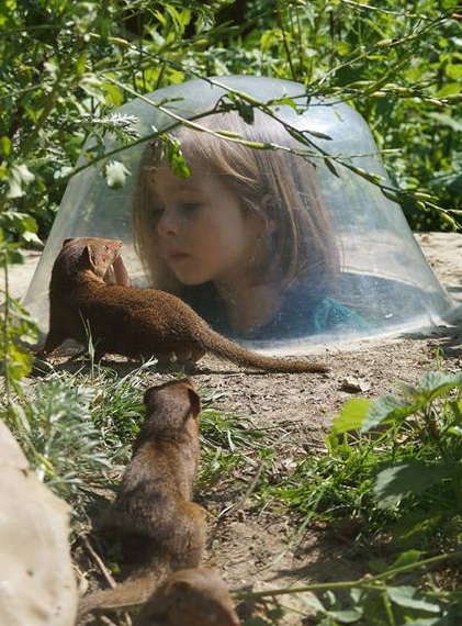 Découverte des mangoustes