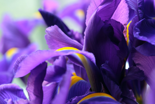 Parc Floral de Bordeaux : iris