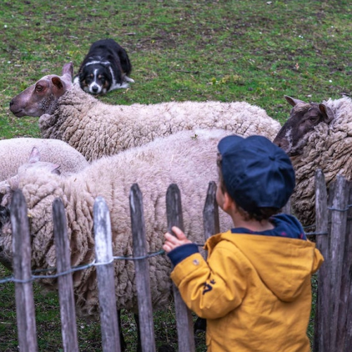 Potager des Princes : mouton et enfant