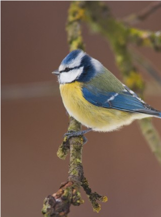 un oiseau dans mon jardin