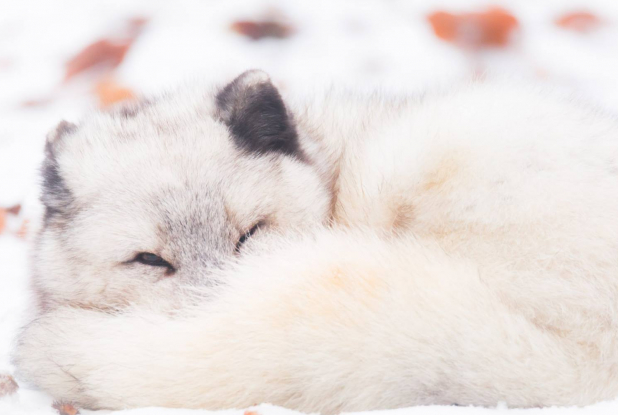 Un renard polaire tout doux