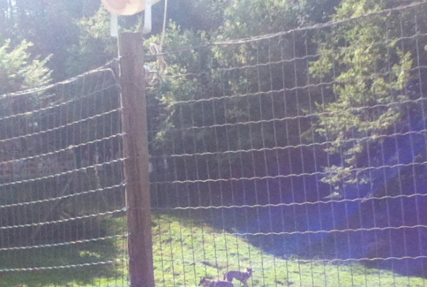 le spectacle des loups