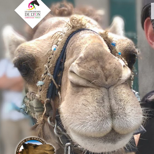 Coupe de France de courses de dromadaires