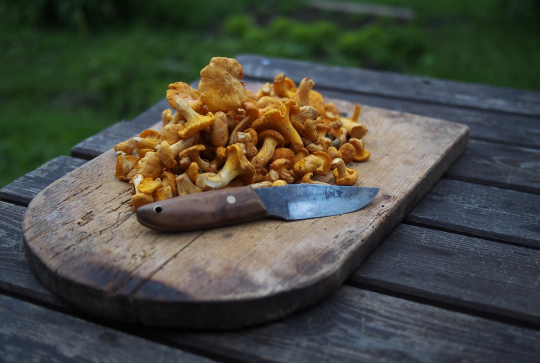 Des champignons dans leur assiette