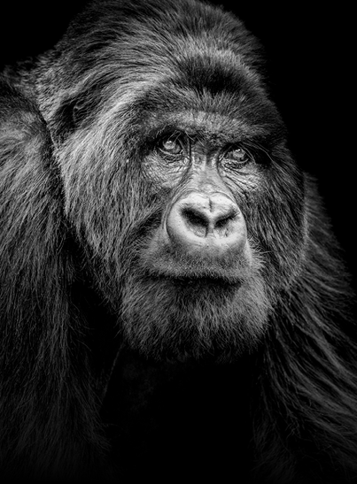 La sixième Extinction