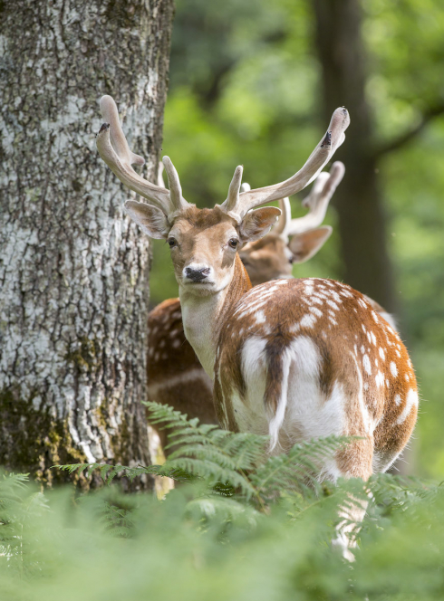 Espace Rambouillet : cerf