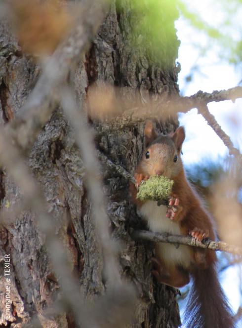 Animaux au coin du bois