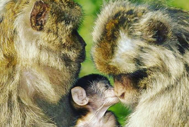 Une famille de singes