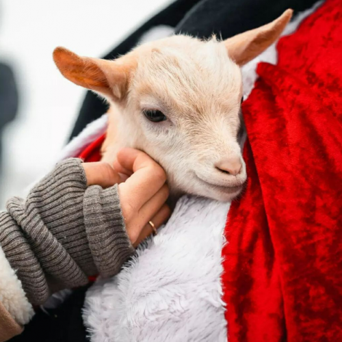 Hiver enchanteur dans les Monts de Genève