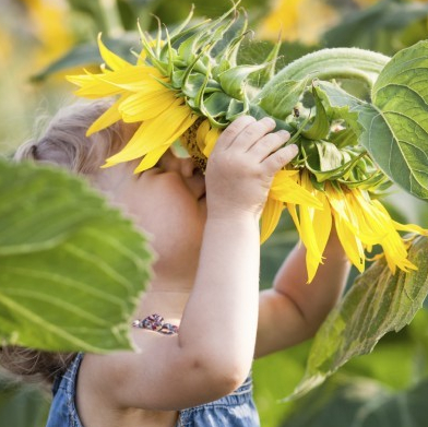 À la rencontre des tournesols