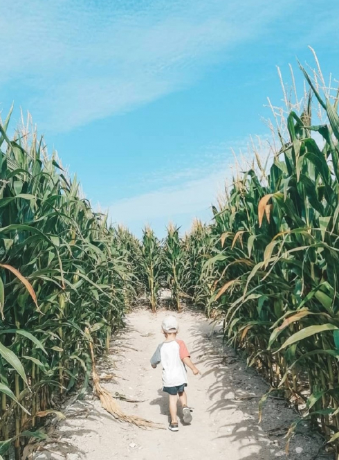 Photo du Pop Corn Labyrinthe à Montgiscard