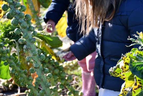 La Ferme du Vinage : Cueillette en famille