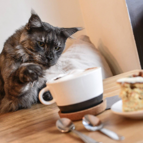 Café à chats La Ronronnerie