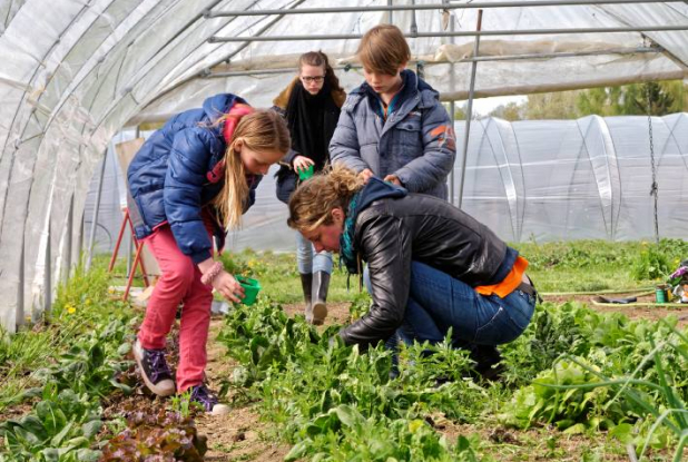 Ferme du Vinage : Cueillette