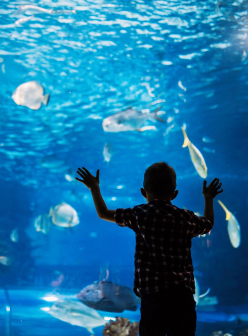 Pas de grand aquarium à Marseille ?