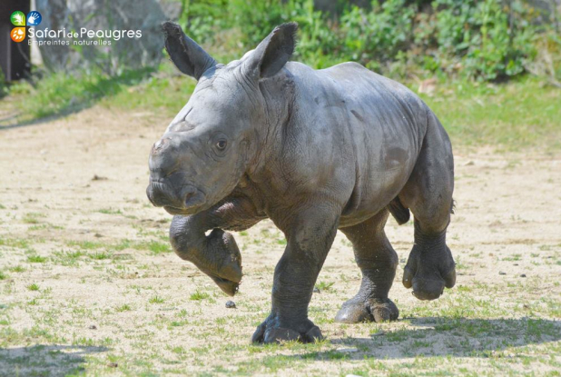 Safari de Peaugres - Malabar,  bébé rhinocéros blanc