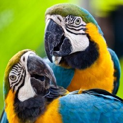 Jardin Zoologique Tropical