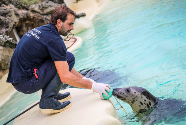 Aquarium de Biarritz : les phoques