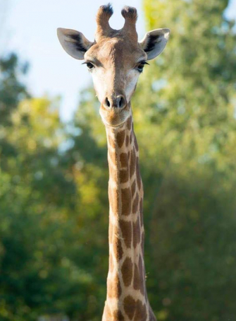 Girafe à Planète Sauvage