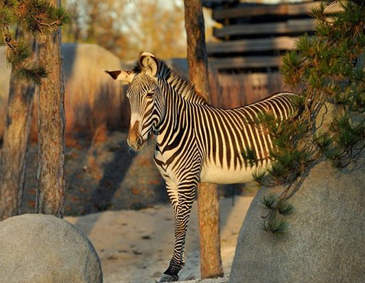 Parc zoologique de Paris © F-G Grandin MNHN