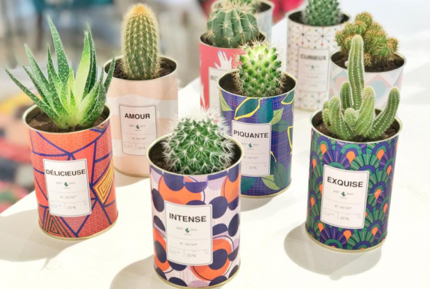 Les cactus d'Oranjade