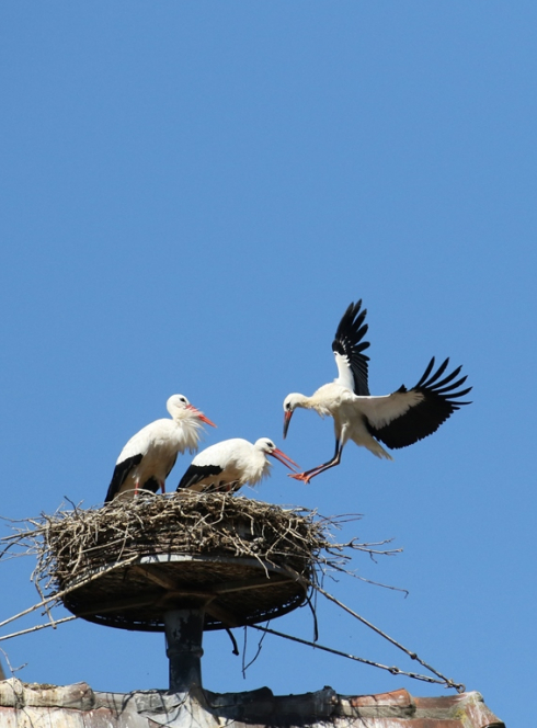 Printemps des Cigognes