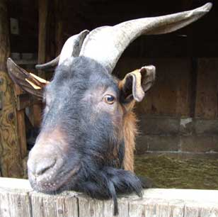 bouc-ferme-pedagogique