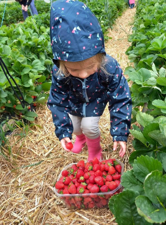 Fraises de Chéreng