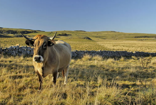 Parc Naturel Régional de l’Aubrac