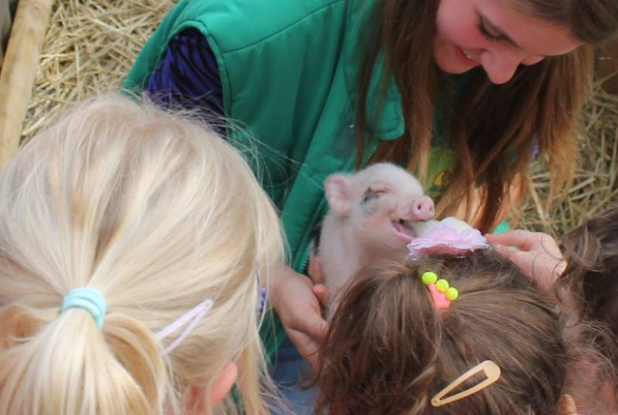 Les enfants rencontrent un bébé cochon.