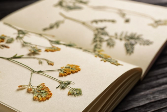 Herbier