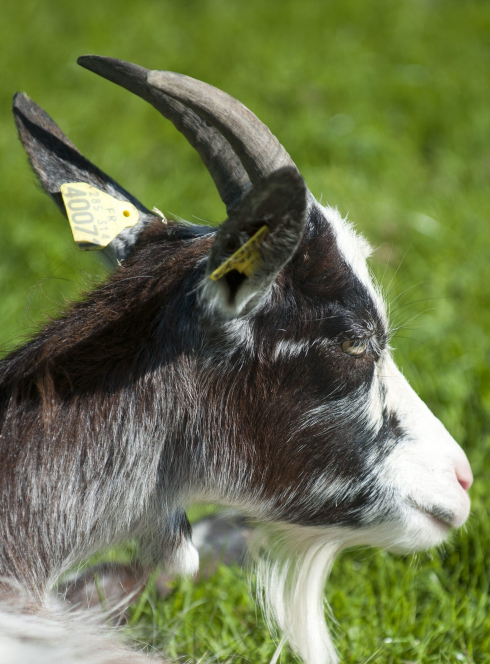 Ecomusée de la Bintinais