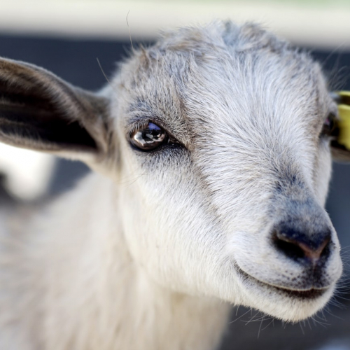 Bassin de Gannat en Foires 2019