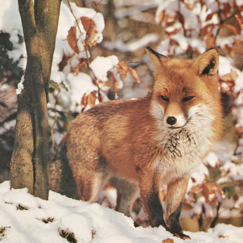 Écomusée de la Bintinais