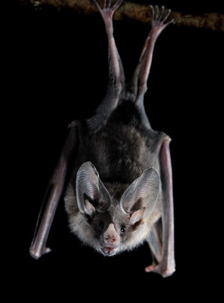 Nuit de la chauve-souris
