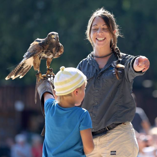 Spectacle la Volerie des Aigles