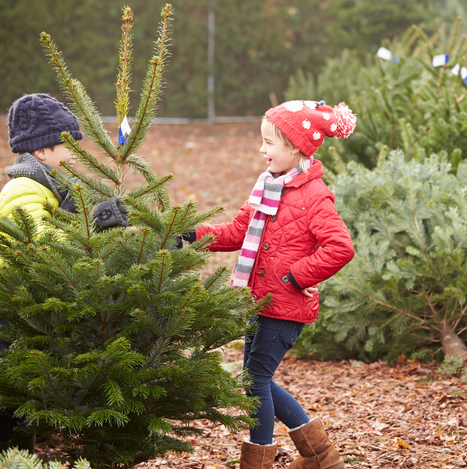 Acheter son sapin de Noël en famille