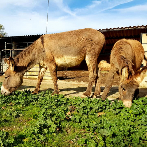 La ferme Velauxienne