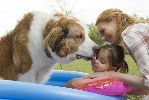 A Dog's Journey - Piscine